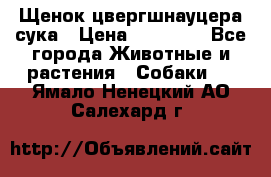 Щенок цвергшнауцера сука › Цена ­ 25 000 - Все города Животные и растения » Собаки   . Ямало-Ненецкий АО,Салехард г.